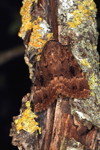 Amphipyra (Amphipyra) berbera